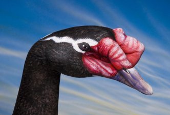 Swan Black-Neked Swan - Ph. Guido 